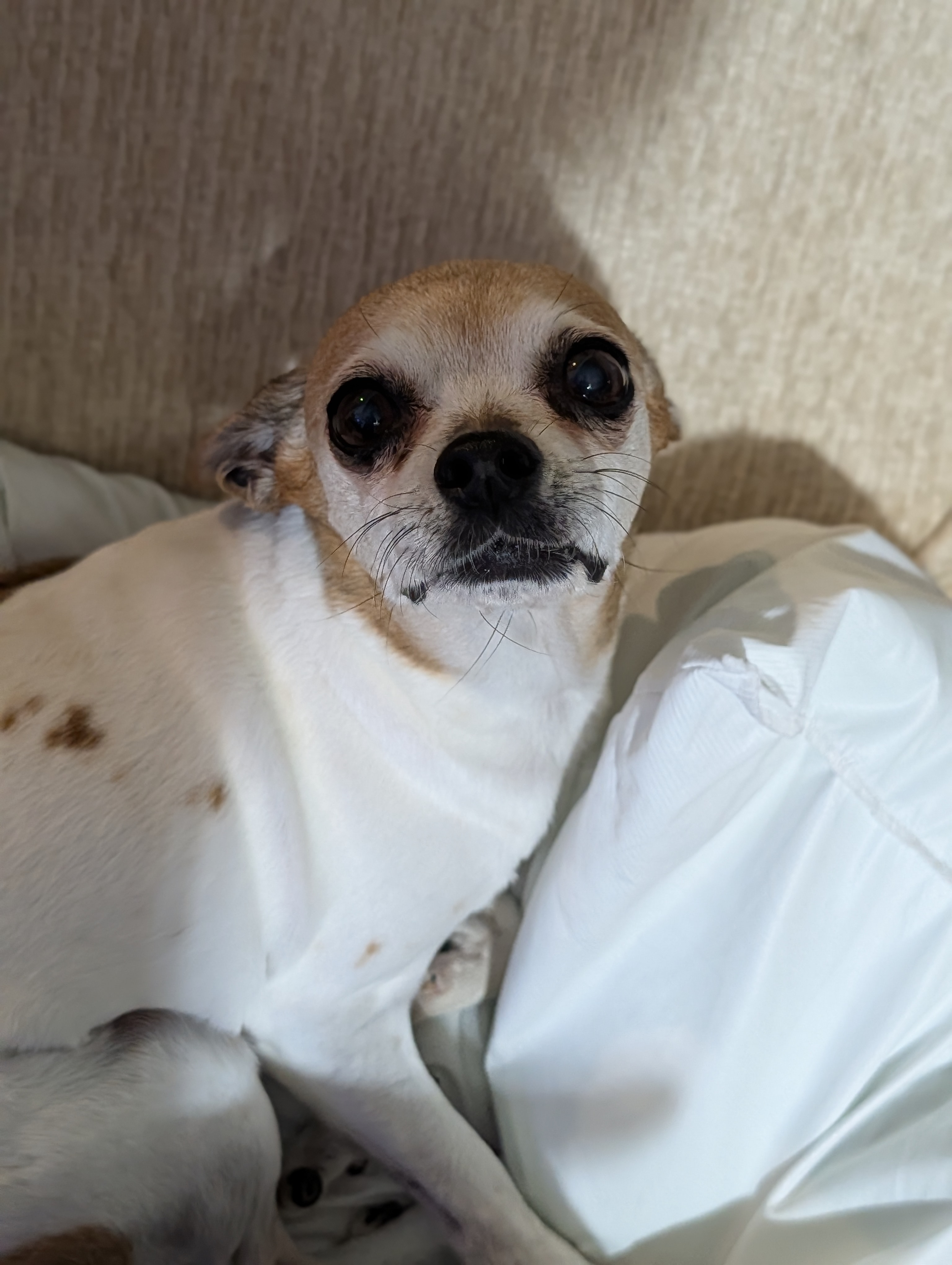 Stella